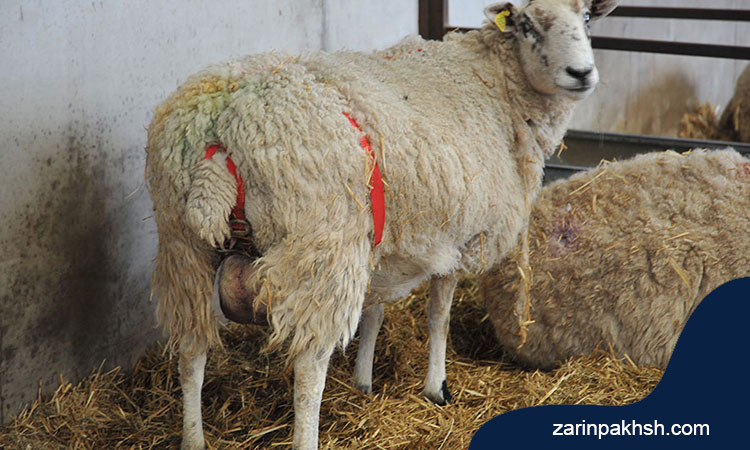 راه های پیشگیری و درمان سقط جنین در گوسفندان