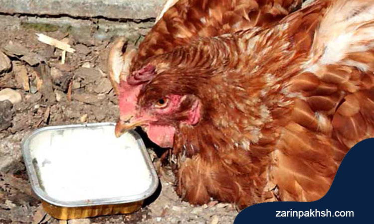 مصرف آنتی بیوتیک برای درمان عفونت گلوی مرغ