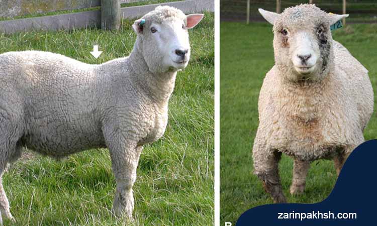 علائم راشیتیسم گوسفندان