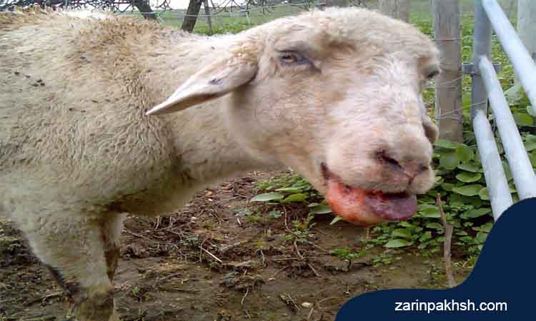 راه های تشخیص عفونت کولون در گاو و گوسفند
