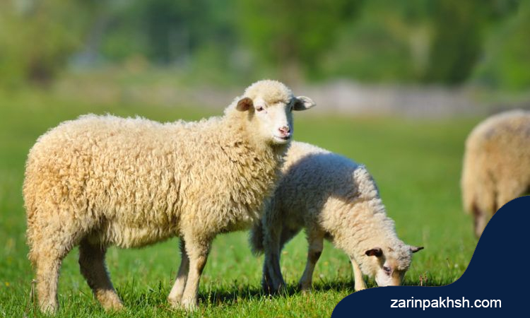 علت اسهال در گوسفندان چیست و چگونه می توان آن را درمان کرد؟