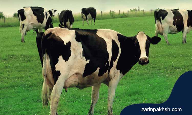 علائم بیماری تیلریوز یا زردی در گاو و گوسفند