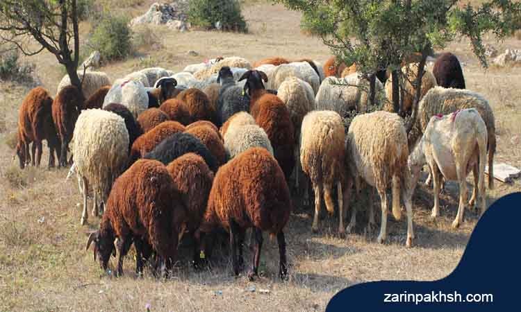 روش تشخیص گوسفند سالم از ناسالم