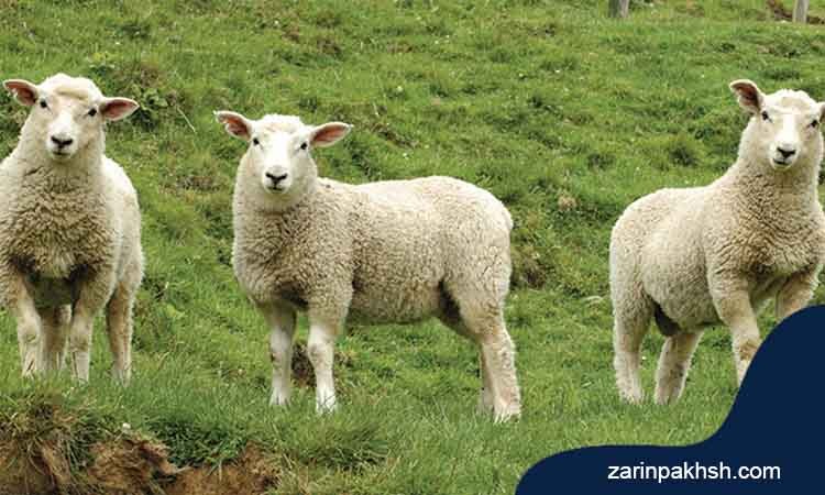 ویژگی های گوسفند زنده سالم