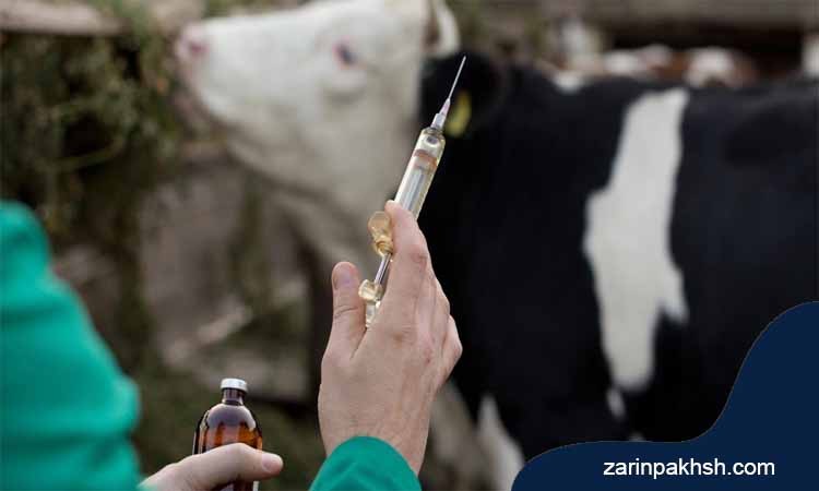 درمان عفونت بند ناف گوساله