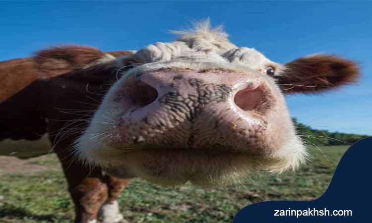 راه های پیشگیری بیماری تورم بینی و نای عفونی گاوها