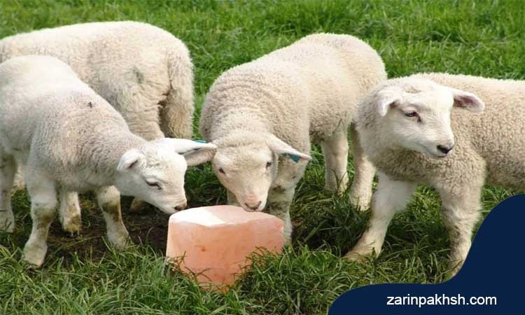 علل بروز بیماری پیکا(گنده خواری) در گوسفندان