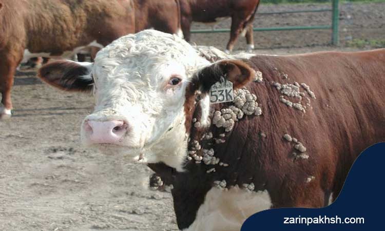 بهترین راه حل جلوگیری از بیماری پوستی زگیل گاو