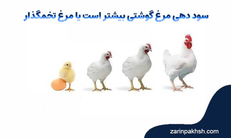 سود دهی مرغ گوشتی بیشتر است یا مرغ تخمگذار