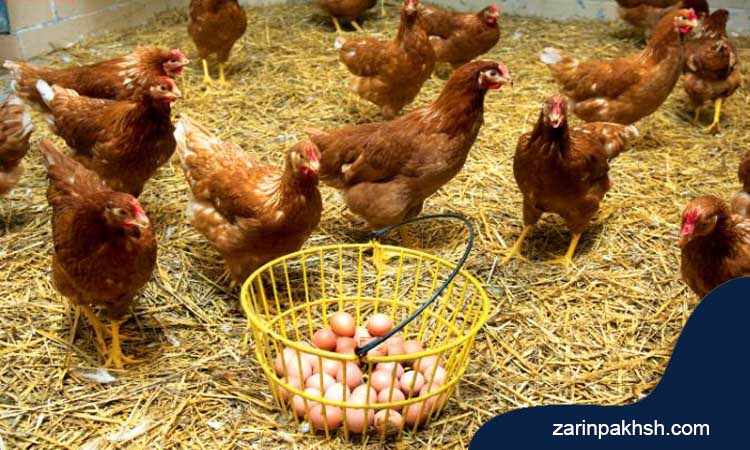 اهمیت مدیریت وزن مرغ های تخم گذار