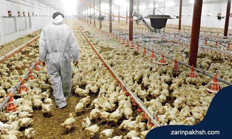 جلوگیری از گسترش بیماری طاعون مرغی