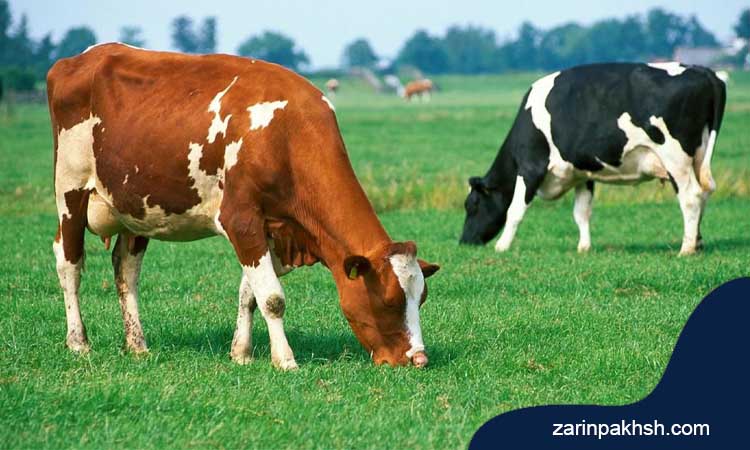 روش‌های تأمین کبالت در تغذیه گاو شیری