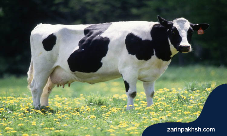 نقش ویتامین A در گاوهای شیری