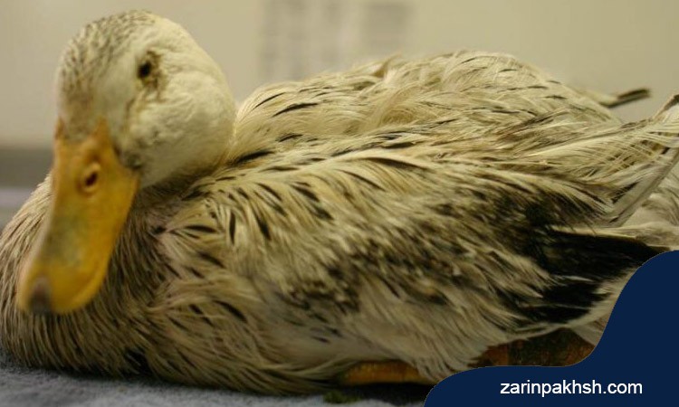 تاثیر بیماری‌های عضلانی و اعصابی بر فلج شدن پای اردک