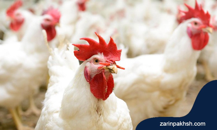 علت خون ریزی کبد در مرغ تخمگذار چیست