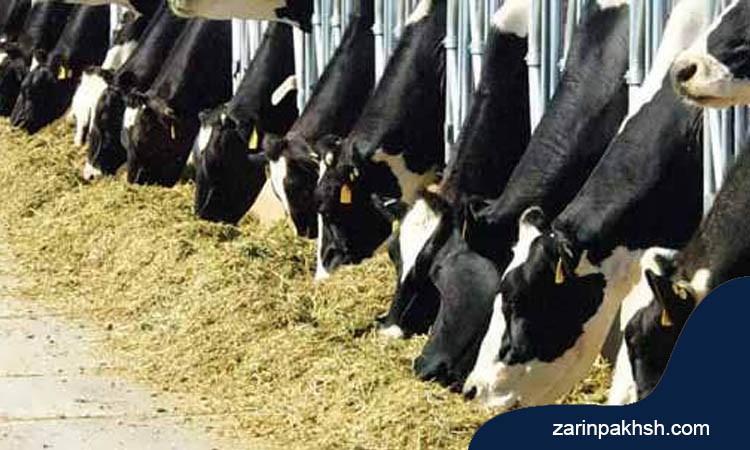 چرا گاوها خاک می خورند؟