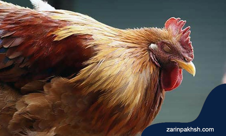 چه عواملی سبب وبای مرغان می شود؟