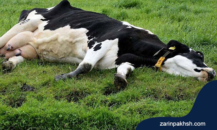 عوامل مؤثر در سخت زایی گاوها