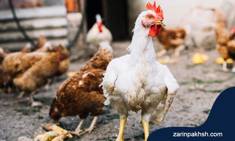 علائم و نشانه های وبای مرغان چیست؟