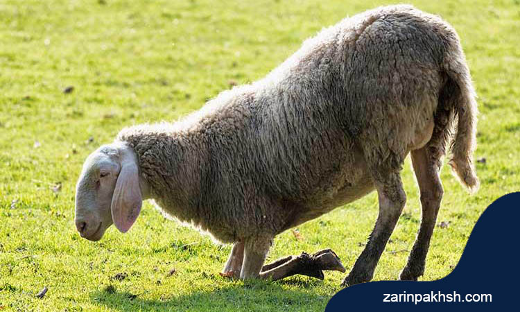 اسیدوز گوسفند چیست؟ چه دلایلی دارد و درمان آن چگونه است؟