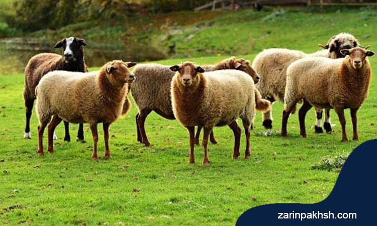 بیماری سیاه زخم (شاربن) گوسفند