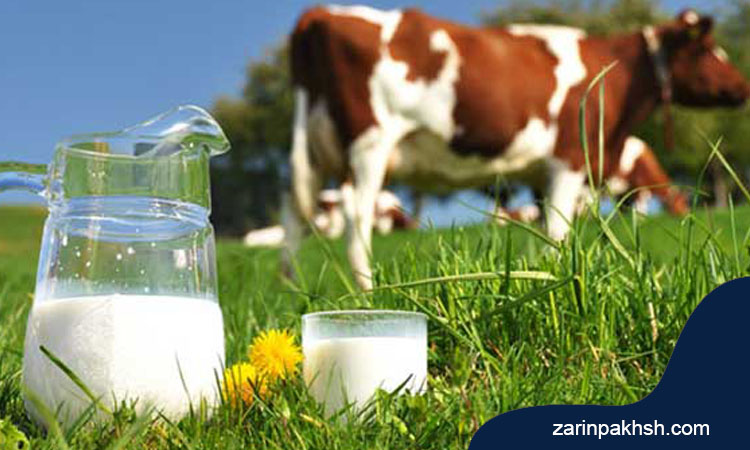 تاثیر هورمون رشد بر افزایش شیر گاو