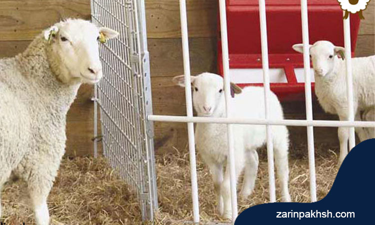 نکات مهم درباره فواید زود شیرگیری گوسفند و بره