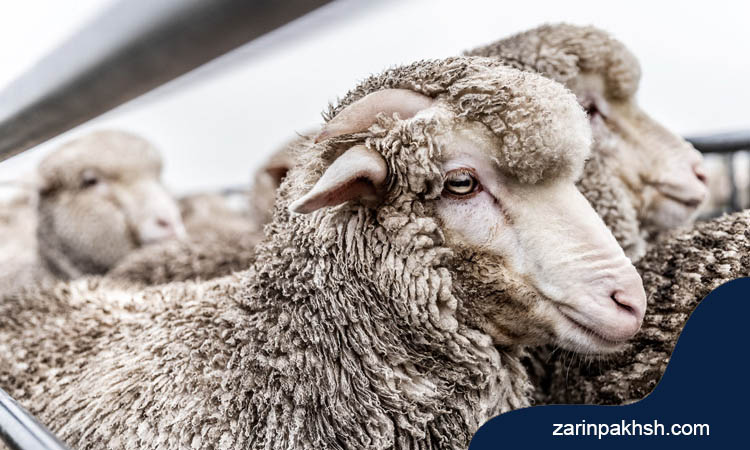 انواع مسمومیت با مس در گوسفندان