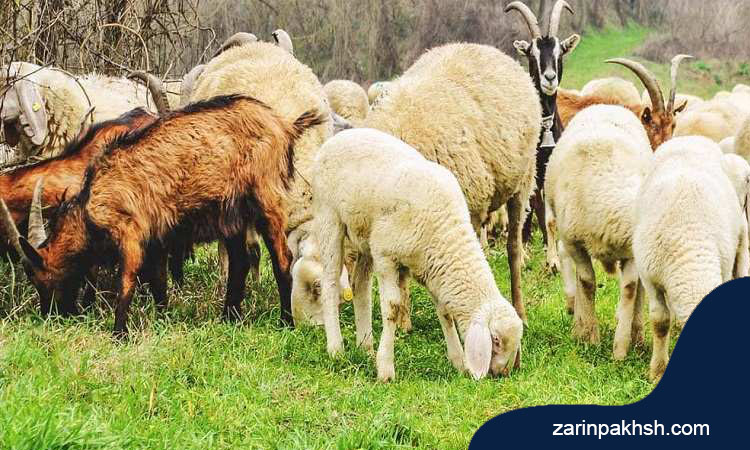 بیماری مسمومیت مس در گوسفند