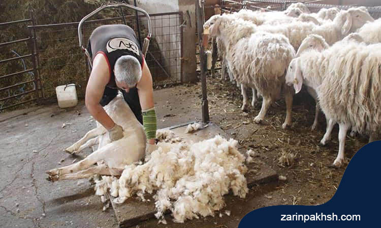 راه های افزایش کیفیت پشم گوسفند کدامند؟