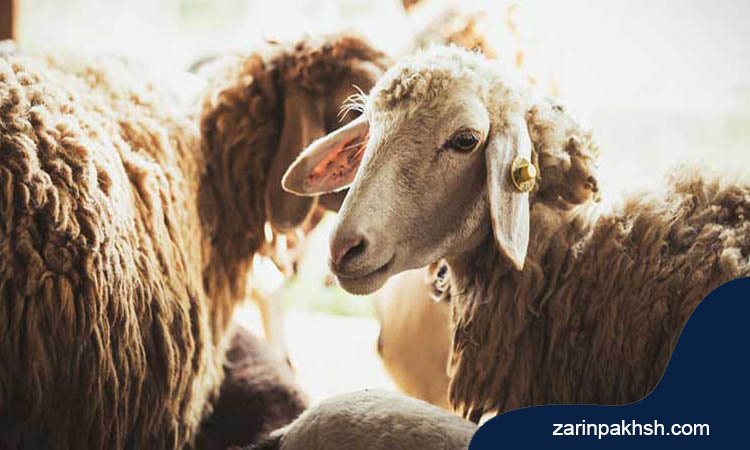 چگونه می توان کیفیت پشم گوسفند را با تغذیه مناسب افزایش داد؟