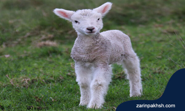 سرعت رشد بره نر بر ماده - زرین پخش