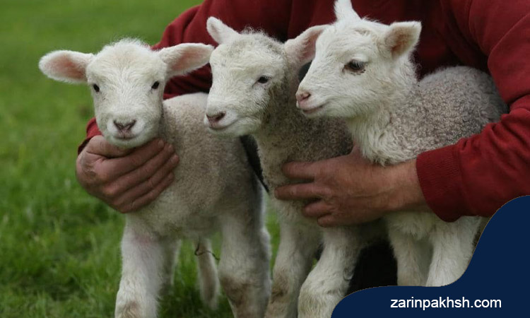 مشکلات رایج در زمان تولد بره گوسفندان- زرین پخش