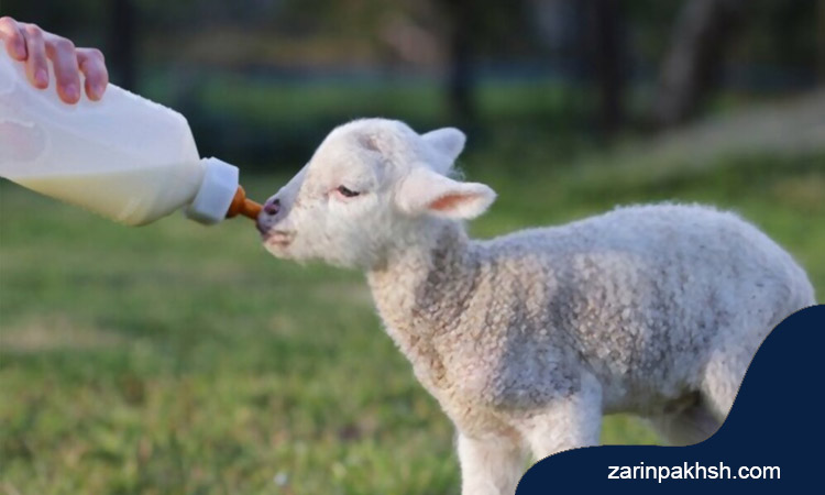 روش‌های اصلاح هنگام تولد بره گوسفندان