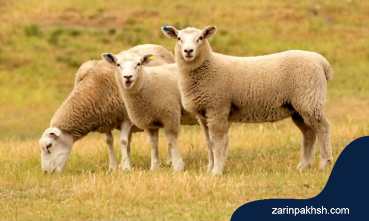 کم خونی در گوسفندان