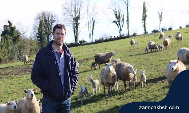 افزایش جفت گیری یکی از روش های بالا بردن درآمد پرورش دهندگان گوسفند