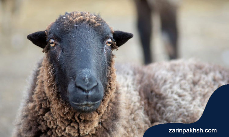 نحوه تشخیص بیماری اکتیما در گوسفندان