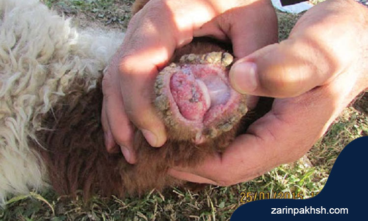 پیشگیری از بیماری اکتیما در گوسفندان