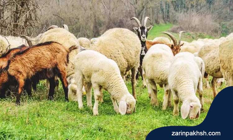 احتمال ابتلا به مشکلات گوارشی با تاثیر وجود ضایعات نان در خوراک گوسفند