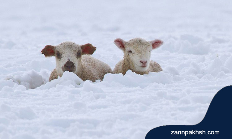 استرس گرمایی و استرس سرمایی چه تاثیری روی گوسفندان می گذارند؟