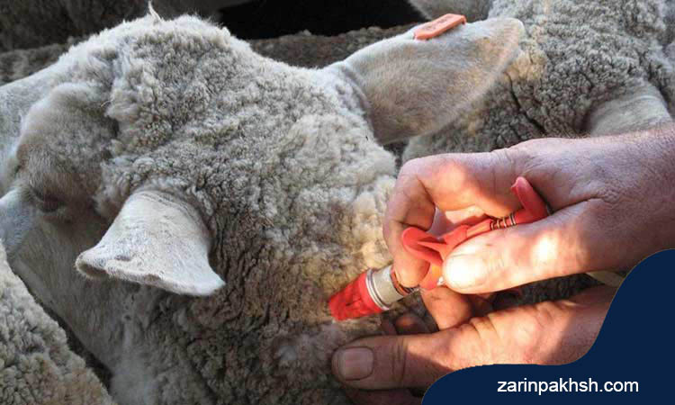 راه های جلوگیری از شیوع عفونت انگلی در گوسفندان