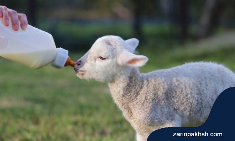 فلاشینگ گوسفند چیست؟