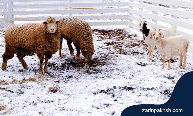 نکاتی در مورد تاثیر استرس گرمایی و سرمایی روی گوسفندان