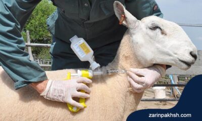 چگونگی درمان بیماری های انگلی گوسفندان