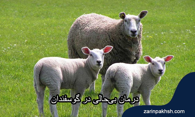بی‌حالی در گوسفندان