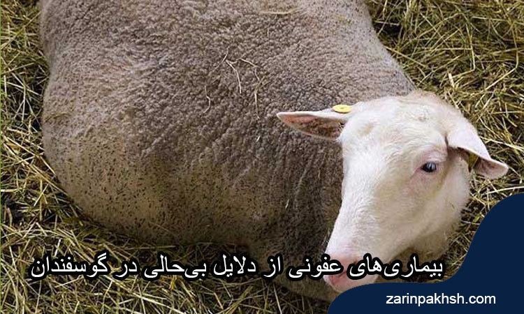 بیماری‌های عفونی از دلایل بی‌حالی در گوسفندان