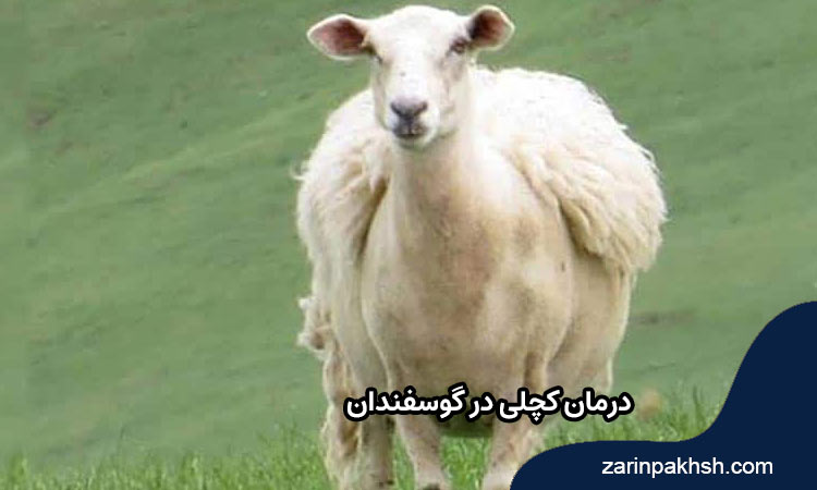 درمان کچلی در گوسفندان