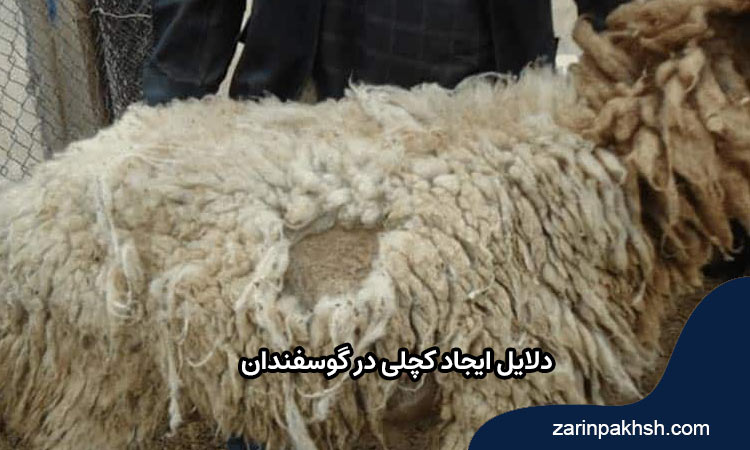 کچلی در گوسفندان