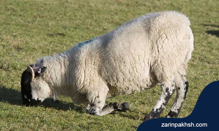 عوامل کوکسیدیوز در گوسفند چیست؟