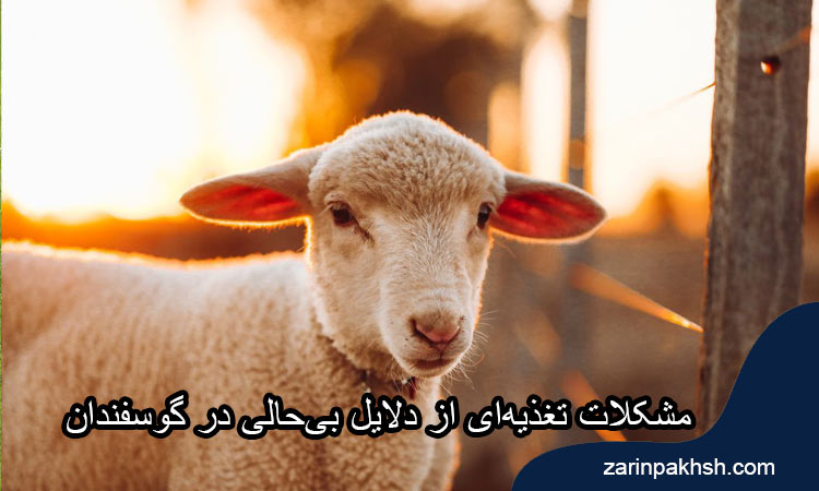 مشکلات تغذیه‌ای از دلایل بی‌حالی در گوسفندان